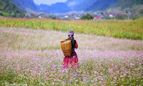 Hà Giang mùa hoa tam giác mạch - Ngây ngất nét hồn nhiên